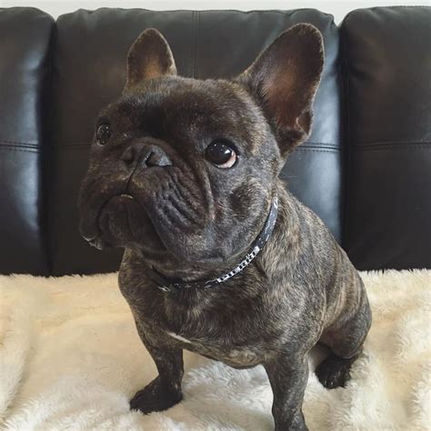 Pin on French bulldogs/bulldogs