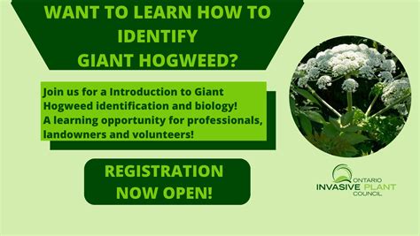 Introduction to Giant Hogweed Identification and Biology - Ontario Invasive Plant Council