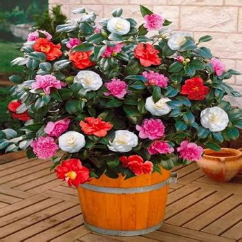 How and When to Prune Camellia Shrub