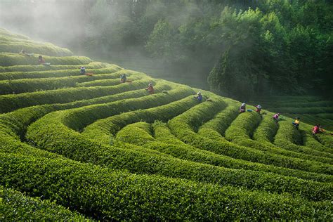 Green Tea Farm Photograph by Bongok Namkoong