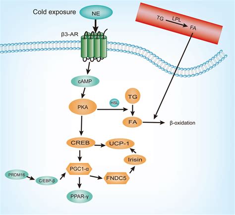 Key genes and signaling pathways involved in the brown fat activation ...