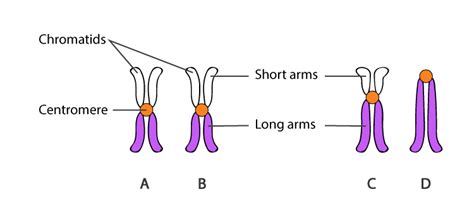 Centromere Structure