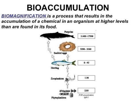 06 bioaccumulation