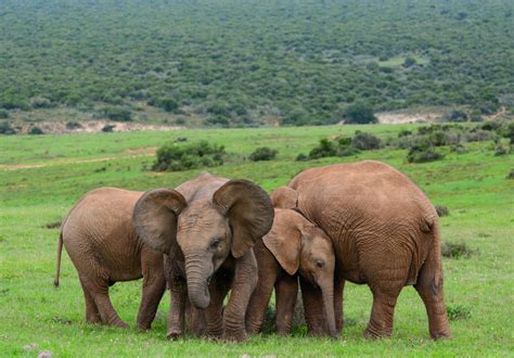 Addo Elephant National Park, South Africa: The Complete Guide