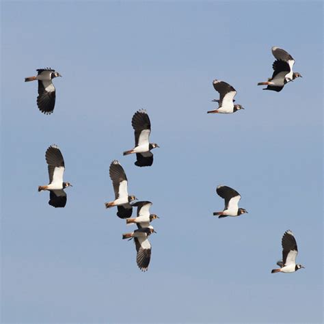 Wildlife at Steart Marshes | WWT