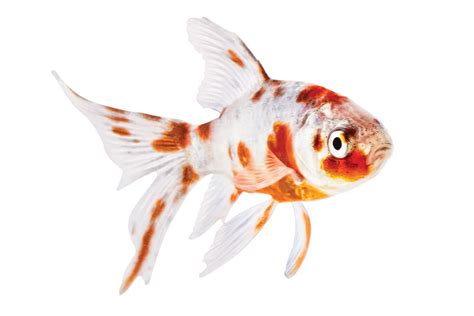 Goldfish Care Sheet: Food, Tank Size, Compatibility | Petco