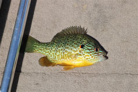 Pumpkinseed Sunfish | Fish pet, Fish, Pets