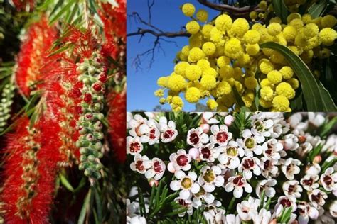 Top 8 Australian Native Flowers You Should Know | Florgeous