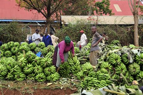 2DU Kenya 73 | Banana market. Pictures from the Mount Kenya … | Flickr