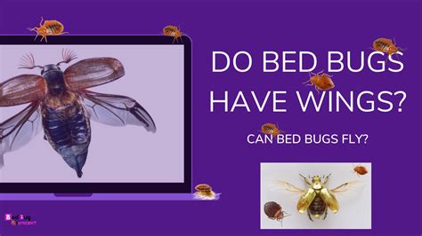 Do Bed Bugs Have Wings and Do They Fly? | Bed Bug Authority