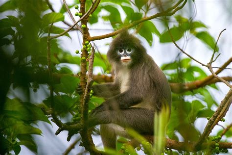 Phayre’s Leaf Monkey, Tripura | Tripura, Rare species, Nature conservation