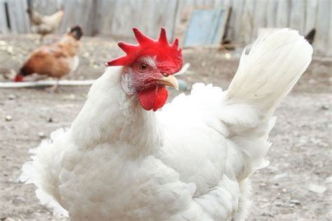 Cornish Cross Chicken: Egg Production, Breed Personality And Care