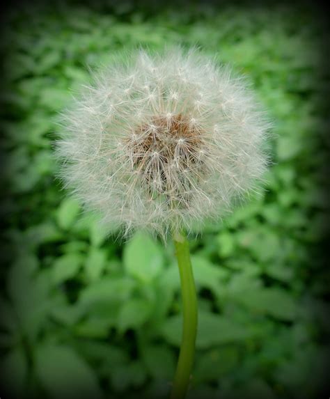 Dandelion, Common - Wildfoods 4 Wildlife