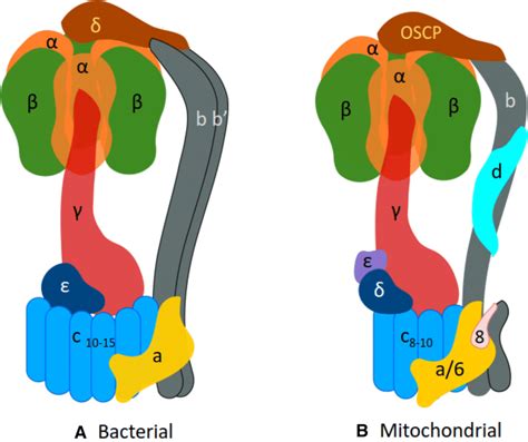 ATP synthase structure for (a) prokaryotic and (b) eukaryotic... | Download Scientific Diagram