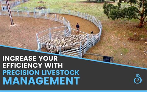 Getting Started With Precision Livestock Management - BreedELITE