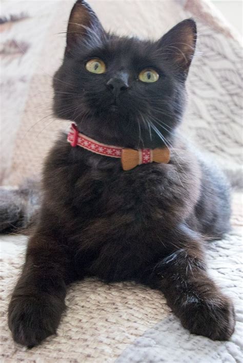 Black kitty with red collar is perfect combination:) Look how adorable ...