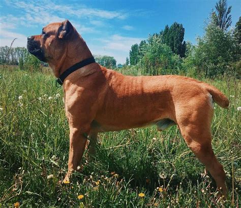 Cane Corso Colors: The Standard & Rarest Coat Colors - K9 Web