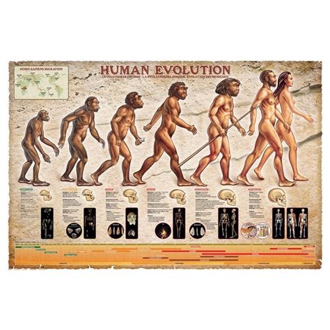 Poster Evolución Humana - Nosoloposters.com