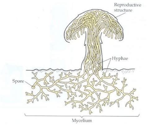 Structure of fungi (Pandey 2020) | Download Scientific Diagram