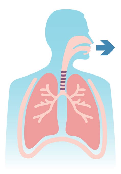 How Your Lungs Work | Canadian Lung Association