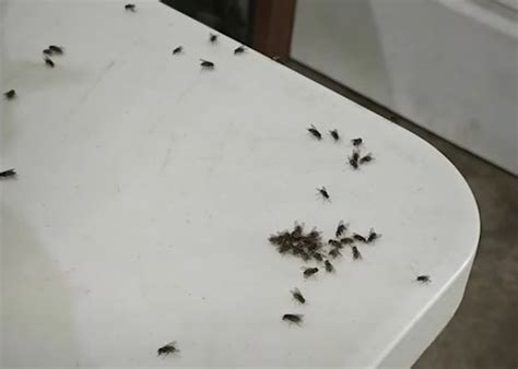 Fly infestation persists in barangay of Davao City