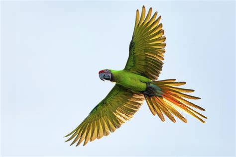 Great green macaw, Ara ambiguus. Tortuguero, Wildlife and birdwatching ...