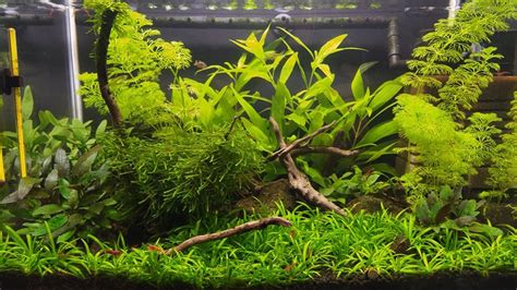 Kubotai Rasbora for chili Rasbora and cherry shrimp tank? | The Planted ...