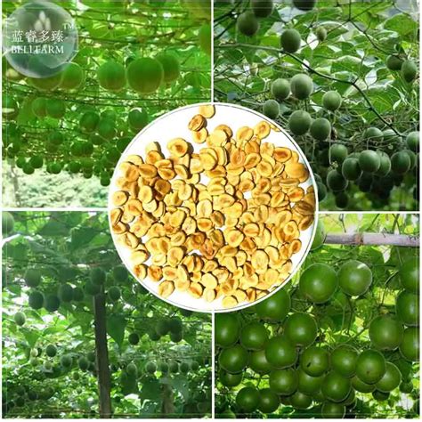 BELLFARM Siraitia grosvenorii Luo Han Guo Seeds, 10 Seeds, herbal monk fruit new fresh seeds ...