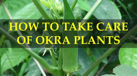 Okra Plant Care