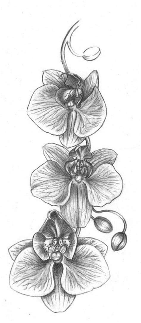 a pencil drawing of three orchids with the moon in the background