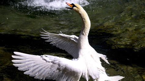 One swan killed and two injured in 'cruel' attack in Rhyl - BBC News