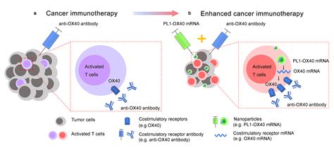 T cell modulation in tumor microenvironment for cancer immunotherapy ...