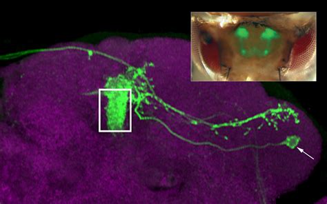 Approach or buzz off: Brain cells in fruit fly hold secret to individual odor preferences | Cold ...