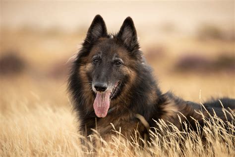 Herding Dog Breeds | The Smart Dog Guide