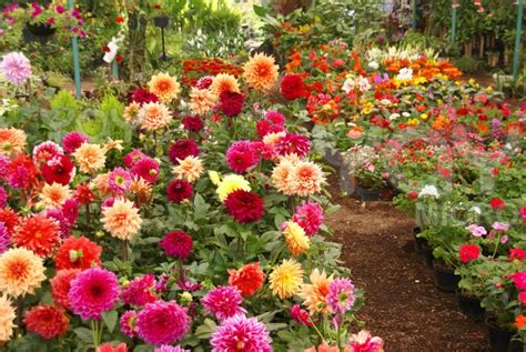 1000+ images about Dahlia Gardens on Pinterest | Gardens, Botanical ...