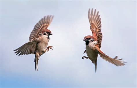 Sparrows In Flight