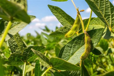 New 2021 soybean varieties - Grainews