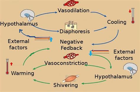 Negative Feedback Mechanism - astonishingceiyrs