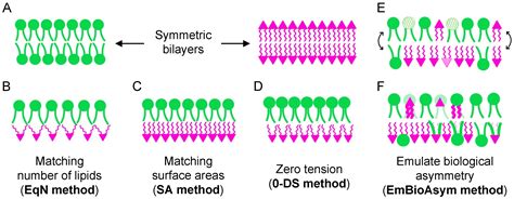 Building Atomistic Models of Asymmetric Lipid Bilayers | Encyclopedia MDPI