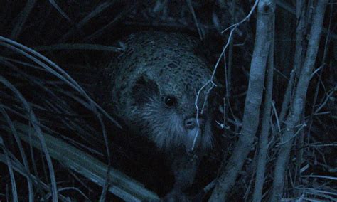 Rare footage of the kakapo mating ritual - Australian Geographic