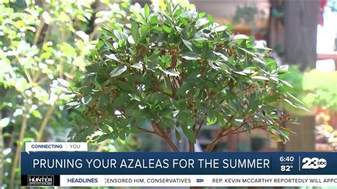 Pruning Your Azaleas for the Summer