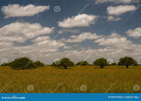 Pampas Tree Landscape, La Pampa Province, Stock Photo - Image of change, pampa: 287253562