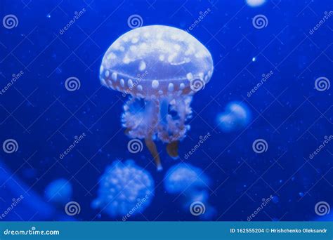 Spotted Lagoon Jellyfish Mastigias Papua Stock Photo - Image of nature ...