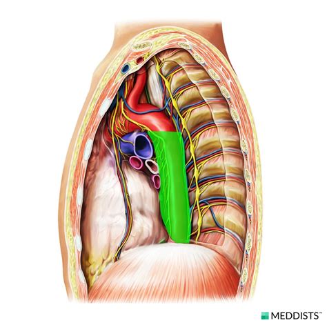 Posterior Mediastinum