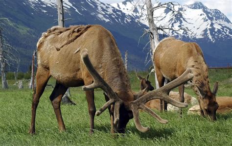 6 Best Alaska Wilderness Lodges & Resorts for 2024-2025