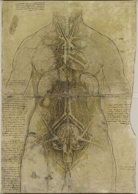 Leonardo Da Vinci's Anatomy