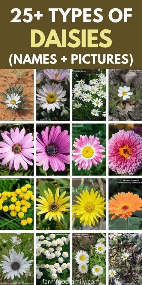 25+ Popular Types of Daisies | Daisy flower, Daisy, Types of daisies