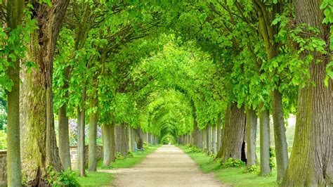 The six most stunning tree tunnels on earth