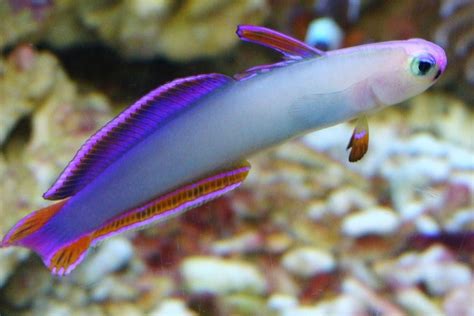 The Best 10 Nano Reef Tank Fish: Tank Size, Care and Temperament ...