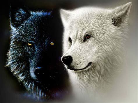 The story about two wolves that has shaped my life | by Tony Tctn⚡️ | Medium